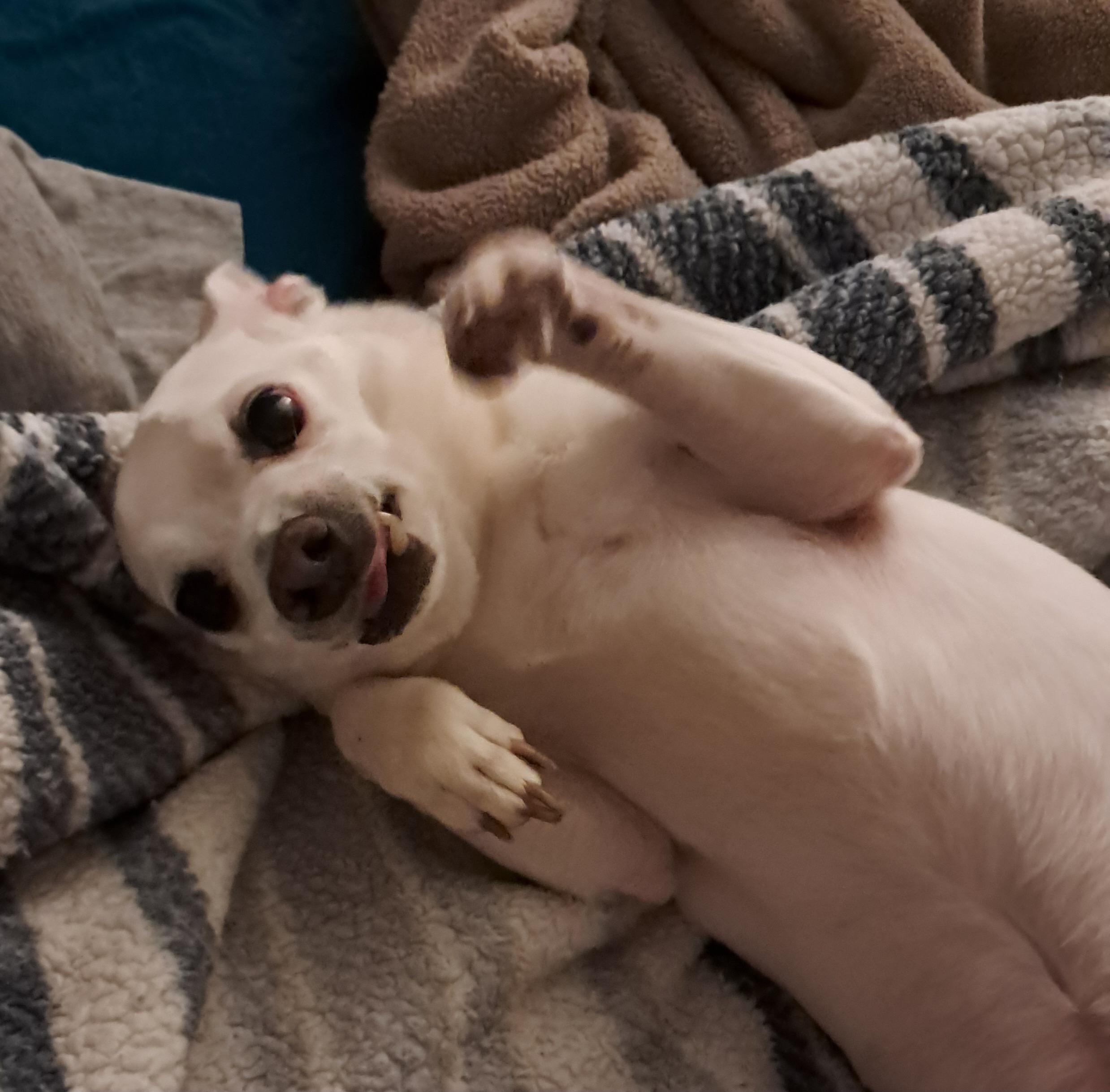 ELVIS, a Adoptable Chihuahua in fort worth, TX image 3/4