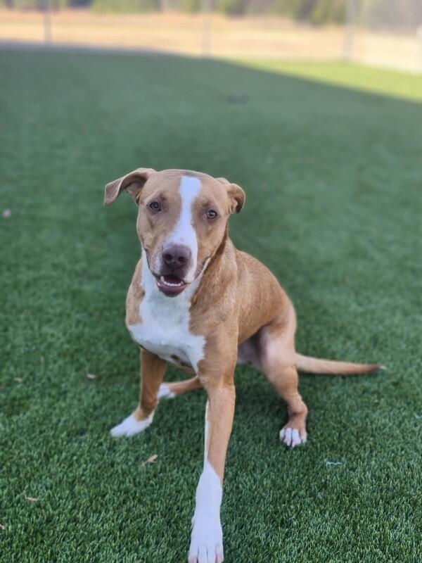 Caraway, Adoptable, Adult Male Pit Bull Terrier & Mixed Breed.