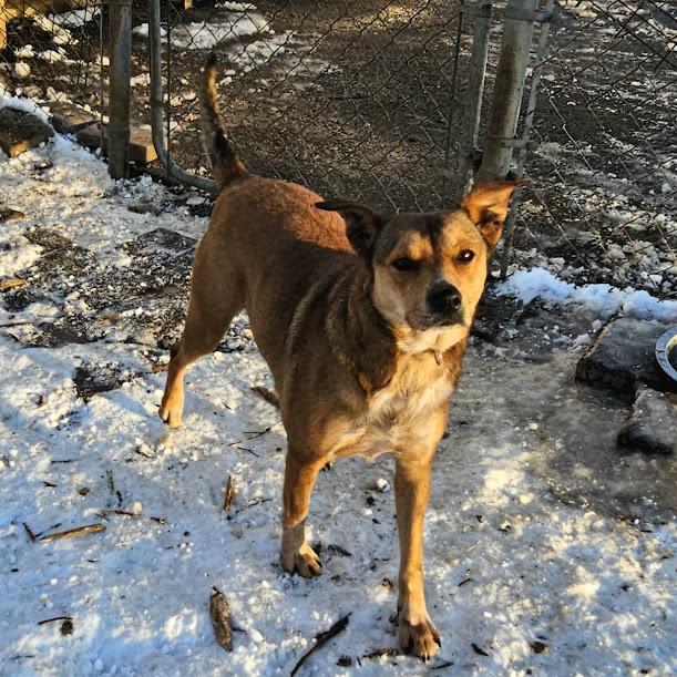 Enlarge Princess, an adopted mixed breed in Ringwood, NJ image 2/6