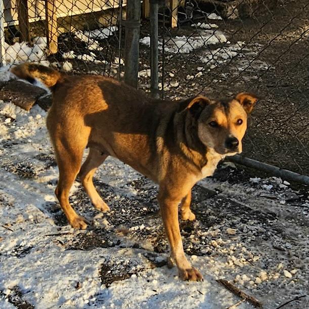 Enlarge Princess, an adopted mixed breed in Ringwood, NJ image 6/6