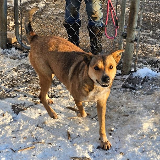 Enlarge Princess, an adopted mixed breed in Ringwood, NJ image 3/6