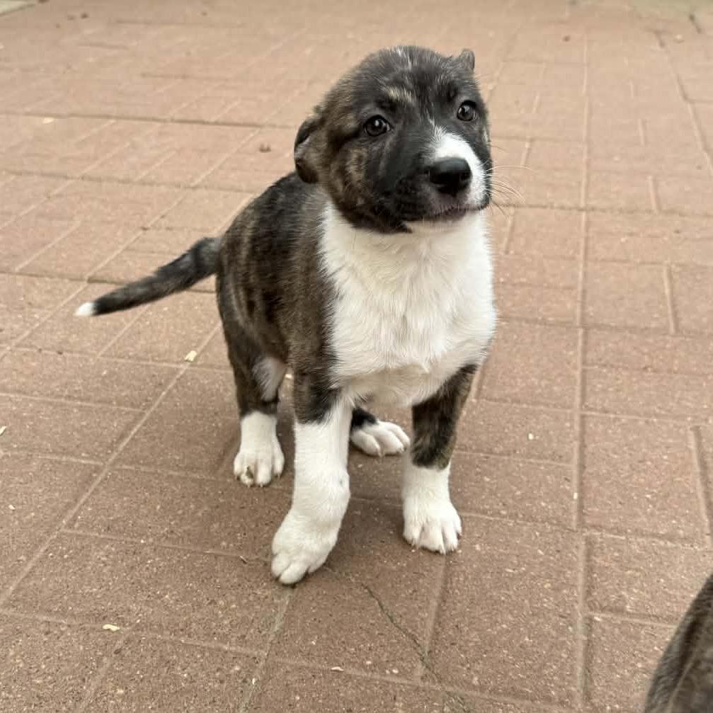 Debra, an adopted mixed breed in Rochester, NY image 2/2