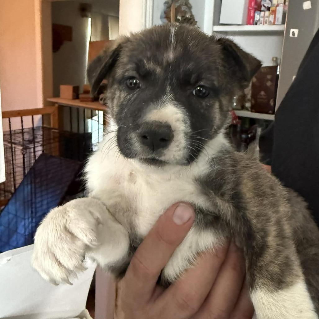 Debra, an adopted mixed breed in Rochester, NY image 1/2