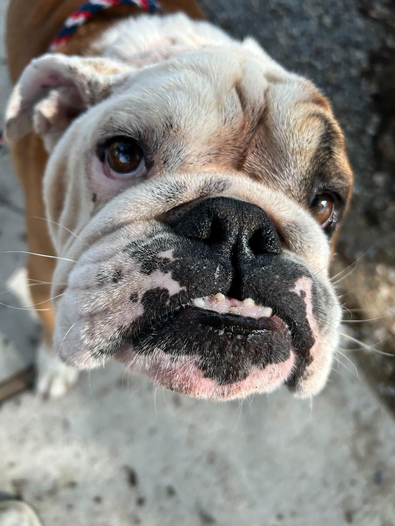 Bow Wowser (benefactor Dog) thumbnail 3