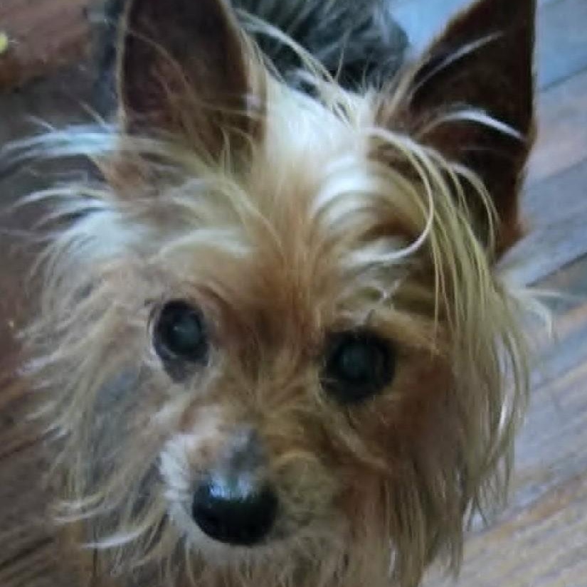 Sasha, a ADOPTABLE Yorkshire Terrier in Cherry Hill, NJ image 5/6