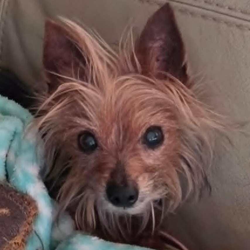 Sasha, a ADOPTABLE Yorkshire Terrier in Cherry Hill, NJ image 4/6