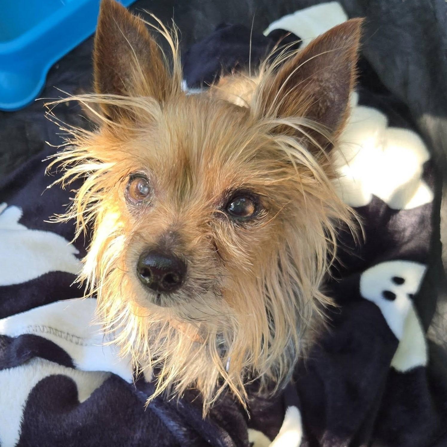 Sasha, ADOPTABLE, Senior Female Yorkshire Terrier.
