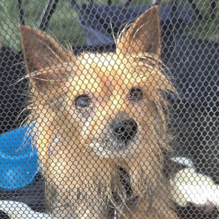 Sasha, a ADOPTABLE Yorkshire Terrier in Cherry Hill, NJ image 6/6