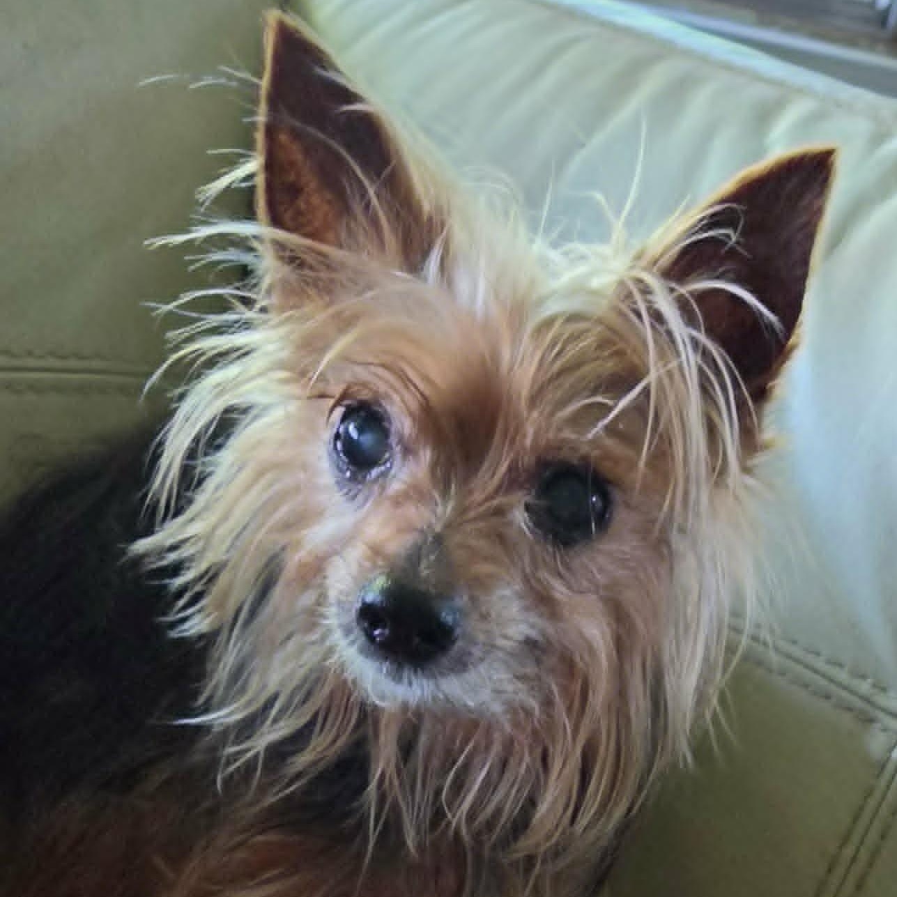 Sasha, a ADOPTABLE Yorkshire Terrier in Cherry Hill, NJ image 3/6