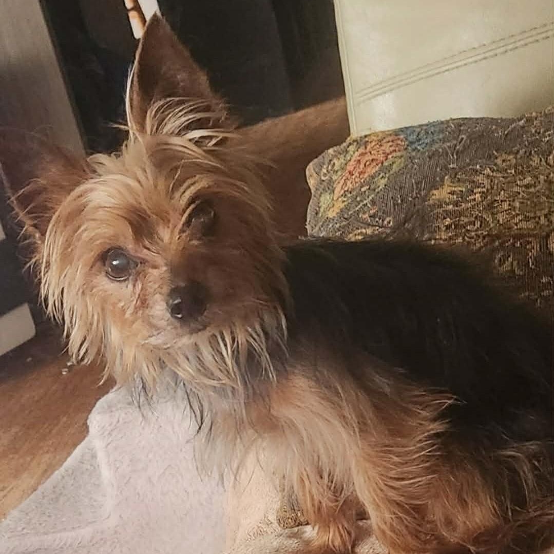 Sasha, a ADOPTABLE Yorkshire Terrier in Cherry Hill, NJ image 2/6