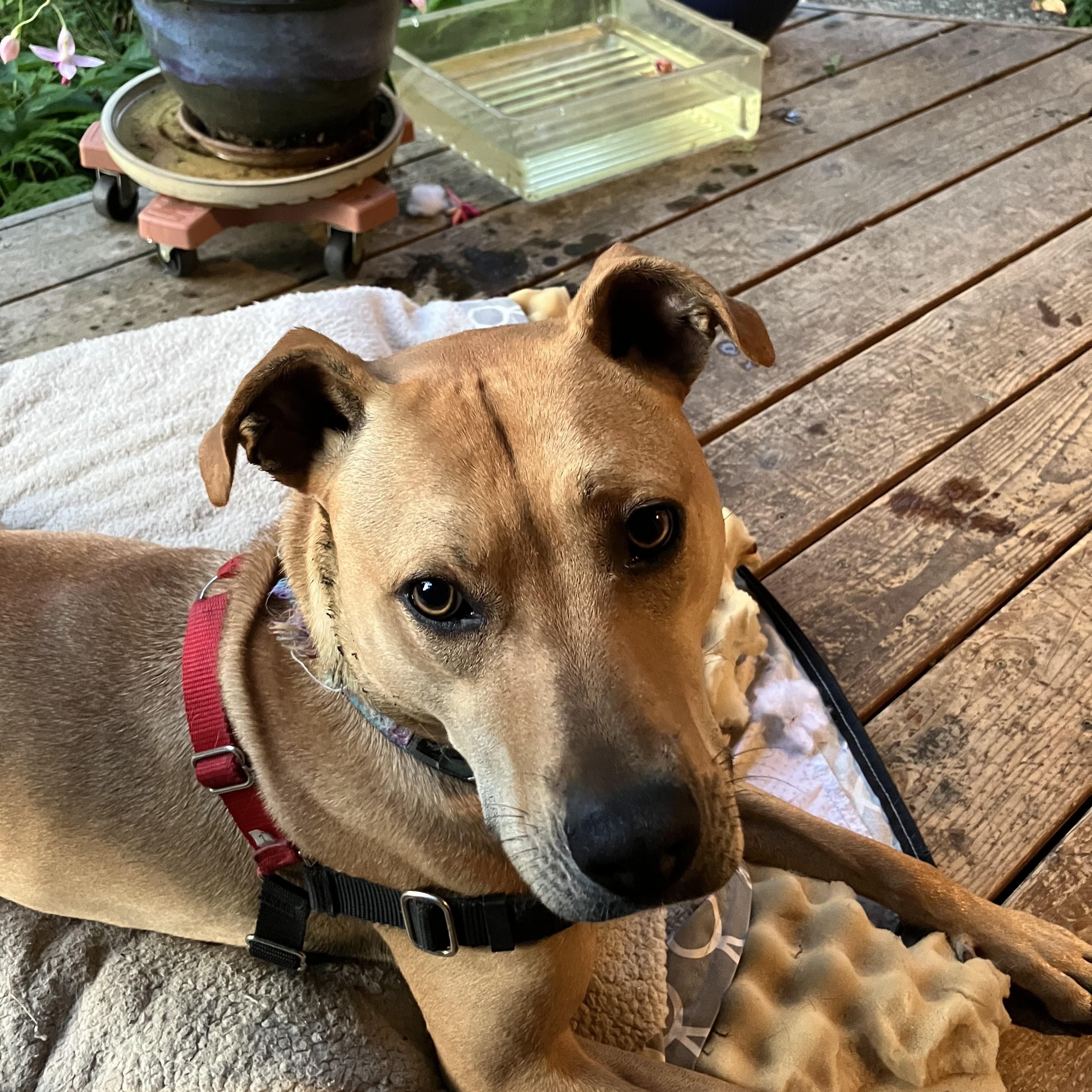 Enlarge Biscuit, a Adoptable mixed breed in Snoqualmie, WA image 1/1