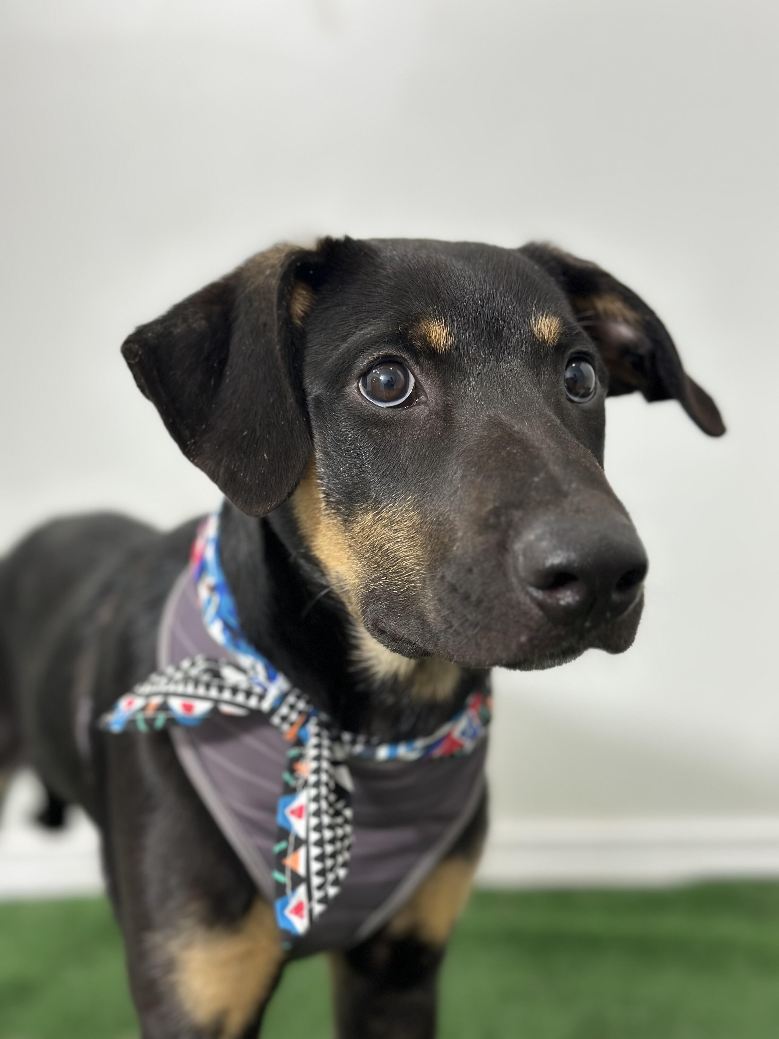Gran Bebe-One of our Amazing Rescue Dogs, adopted, Young Male German Pinscher & Black Labrador Retriever.