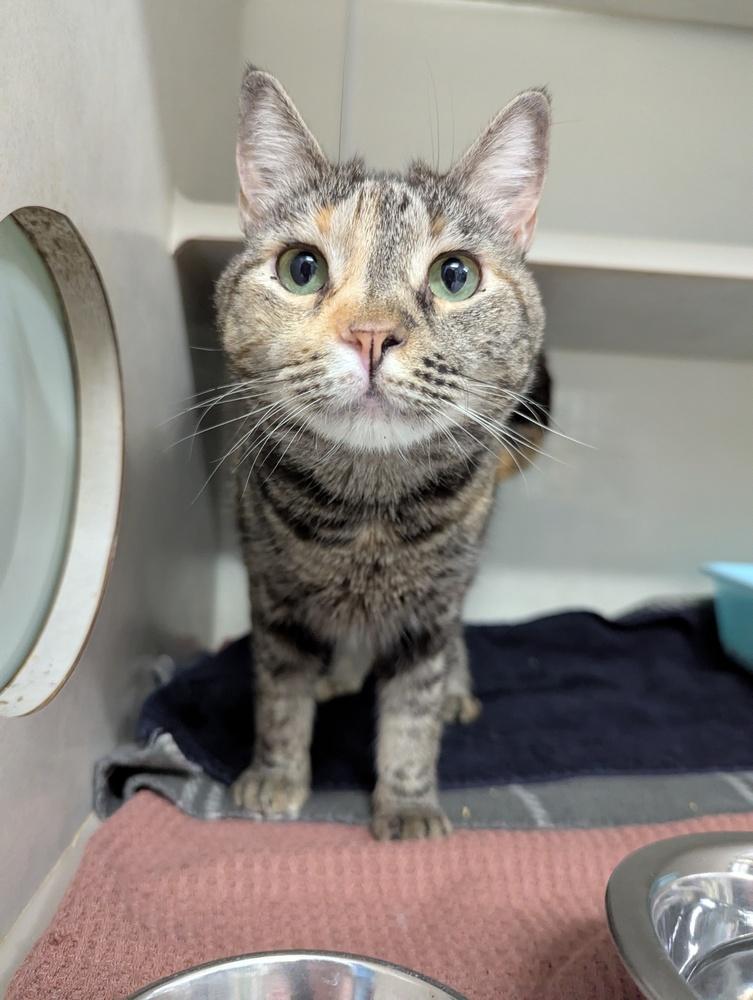 Enlarge Leah, a Adopted Domestic Short Hair in Fort Walton Beach, FL image 1/1