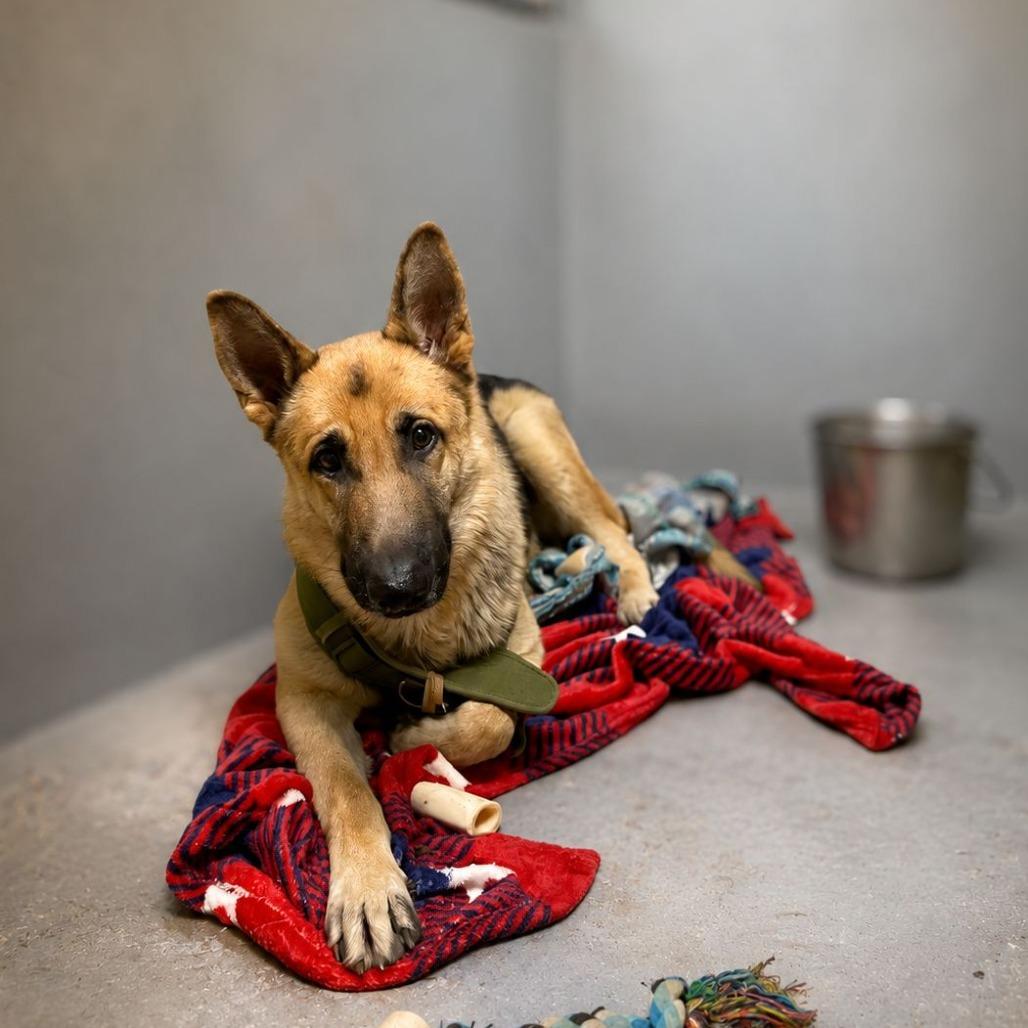 Milo III, Adoptable, Young Male German Shepherd Dog.