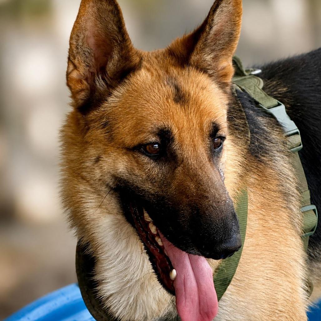 Enlarge Milo III, a Adoptable German Shepherd Dog in Mount Pleasant, TX image 2/6