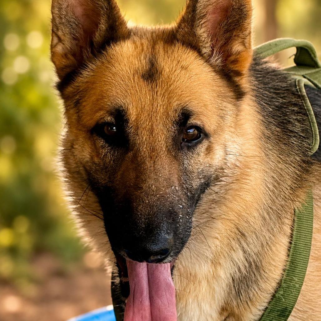 Enlarge Milo III, a Adoptable German Shepherd Dog in Mount Pleasant, TX image 3/6