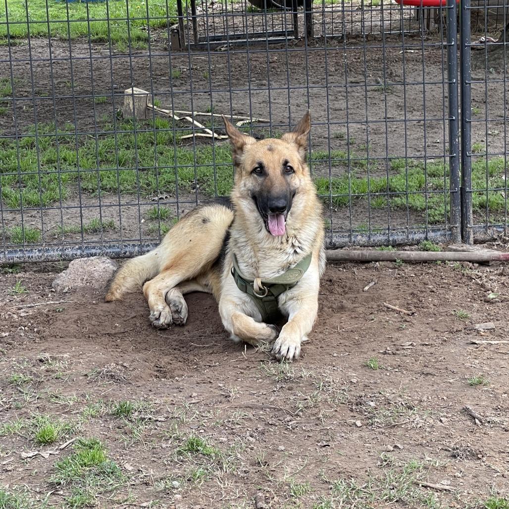 Enlarge Milo III, a Adoptable German Shepherd Dog in Mount Pleasant, TX image 4/6