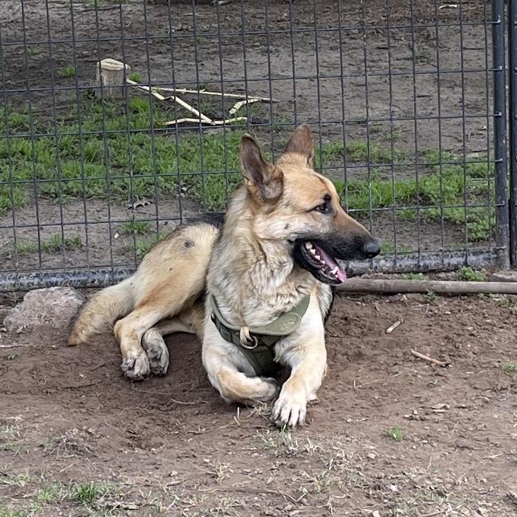 Enlarge Milo III, a Adoptable German Shepherd Dog in Mount Pleasant, TX image 5/6