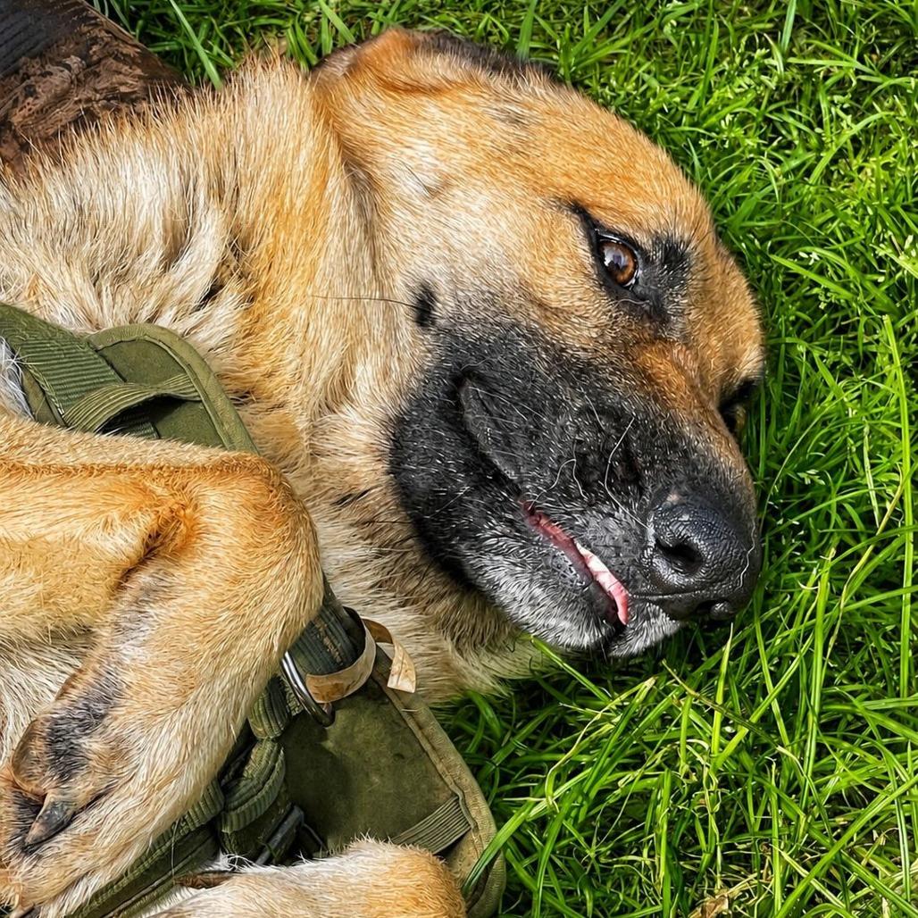 Enlarge Milo III, a Adoptable German Shepherd Dog in Mount Pleasant, TX image 6/6