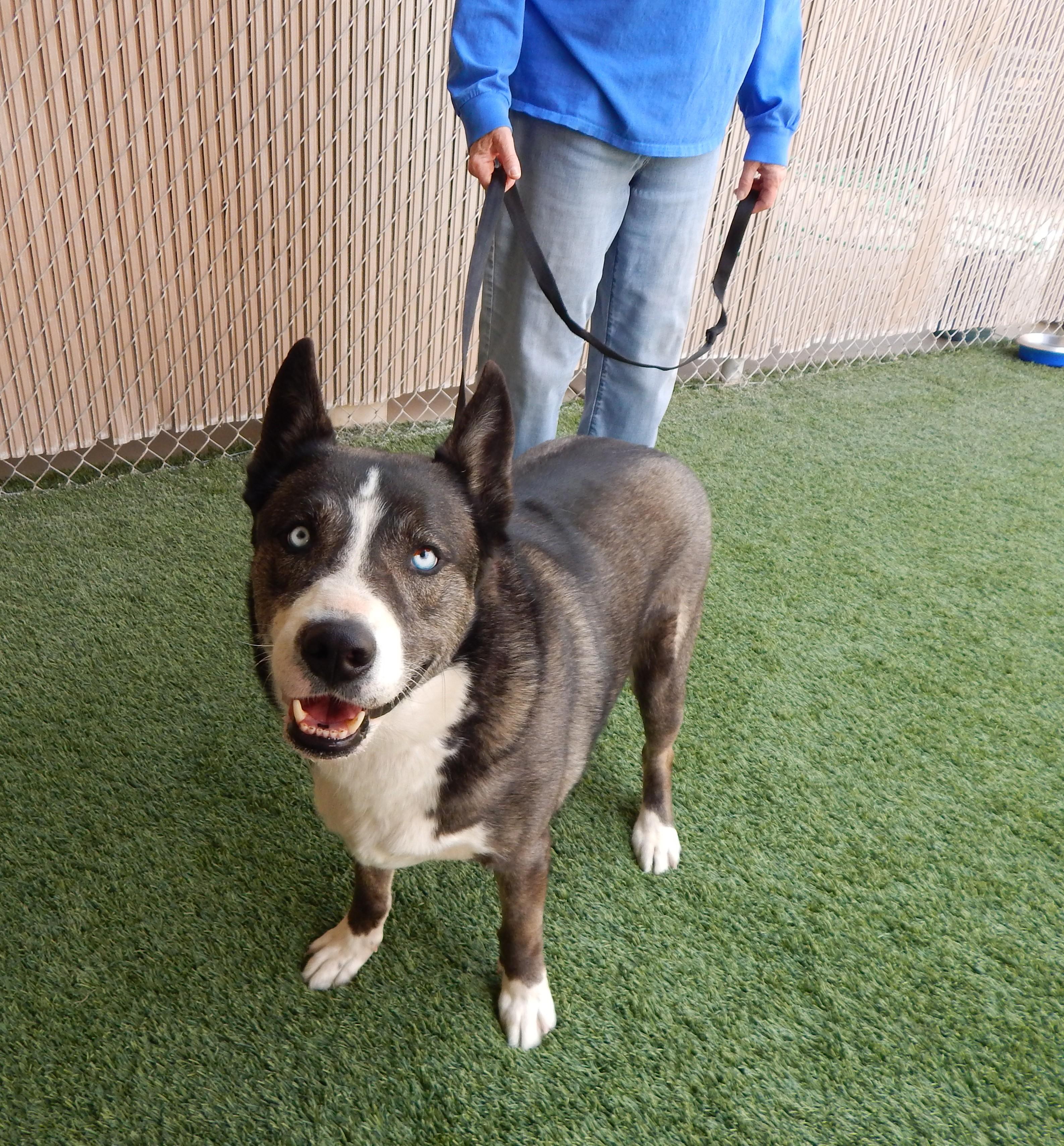 Enlarge Milo, a ADOPTABLE Husky in Mesquite, NV image 3/5