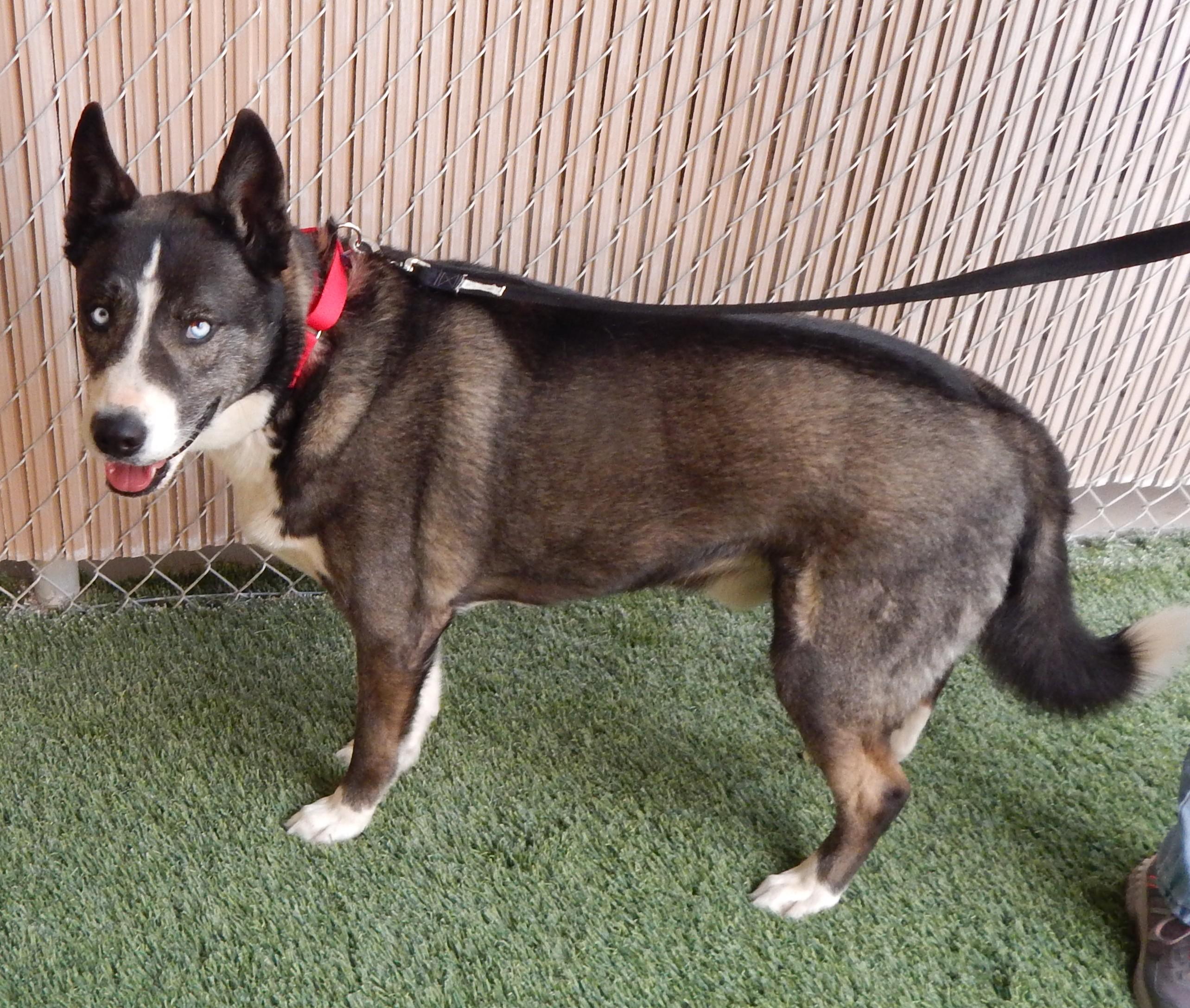 Enlarge Milo, a ADOPTABLE Husky in Mesquite, NV image 1/5