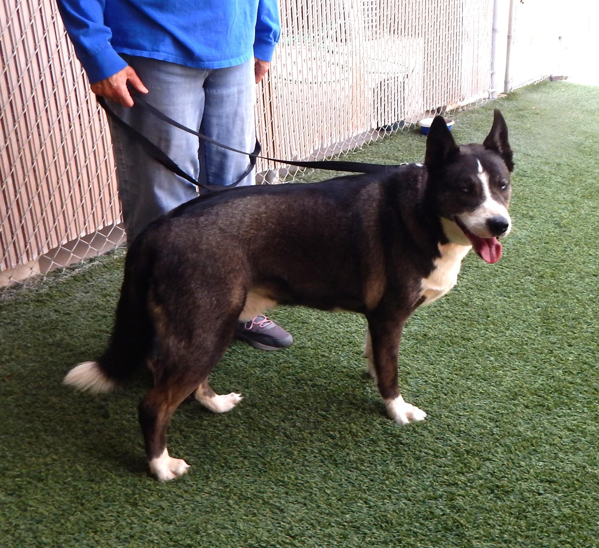 Milo, ADOPTABLE, Adult Male Husky & Shepherd.