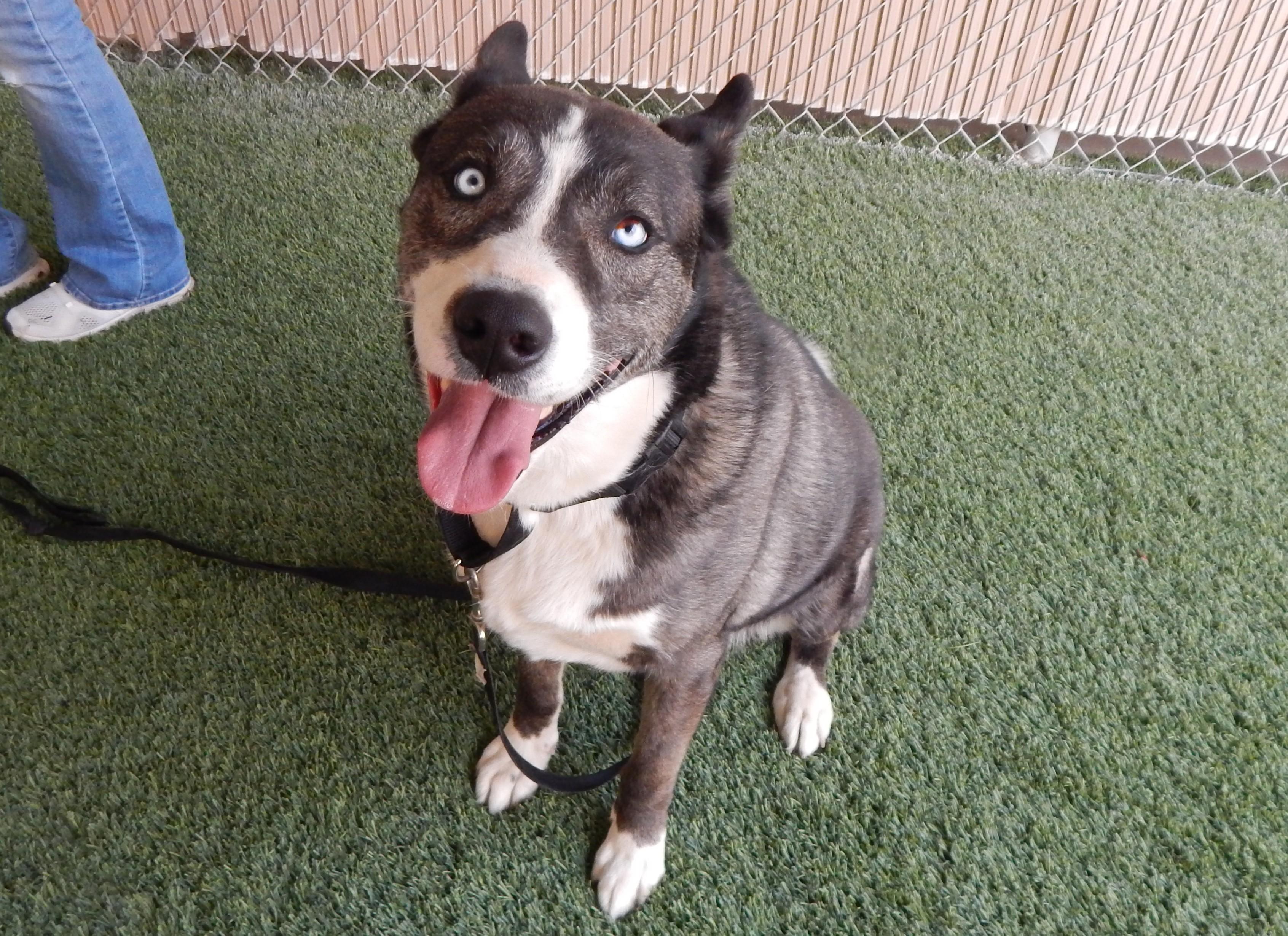 Enlarge Milo, a ADOPTABLE Husky in Mesquite, NV image 2/5