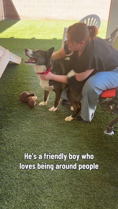 Enlarge Milo, a ADOPTABLE Husky in Mesquite, NV video 5/5