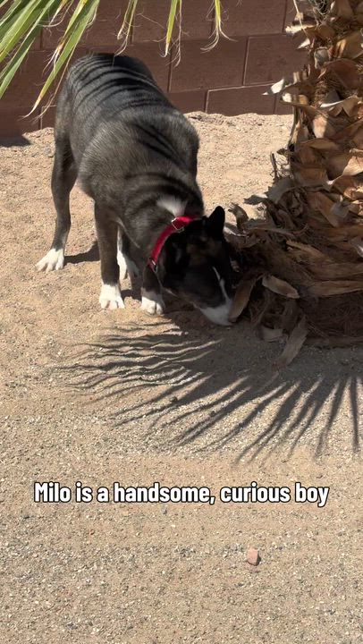 Enlarge Milo, a ADOPTABLE mixed breed in Mesquite, NV video 6/6