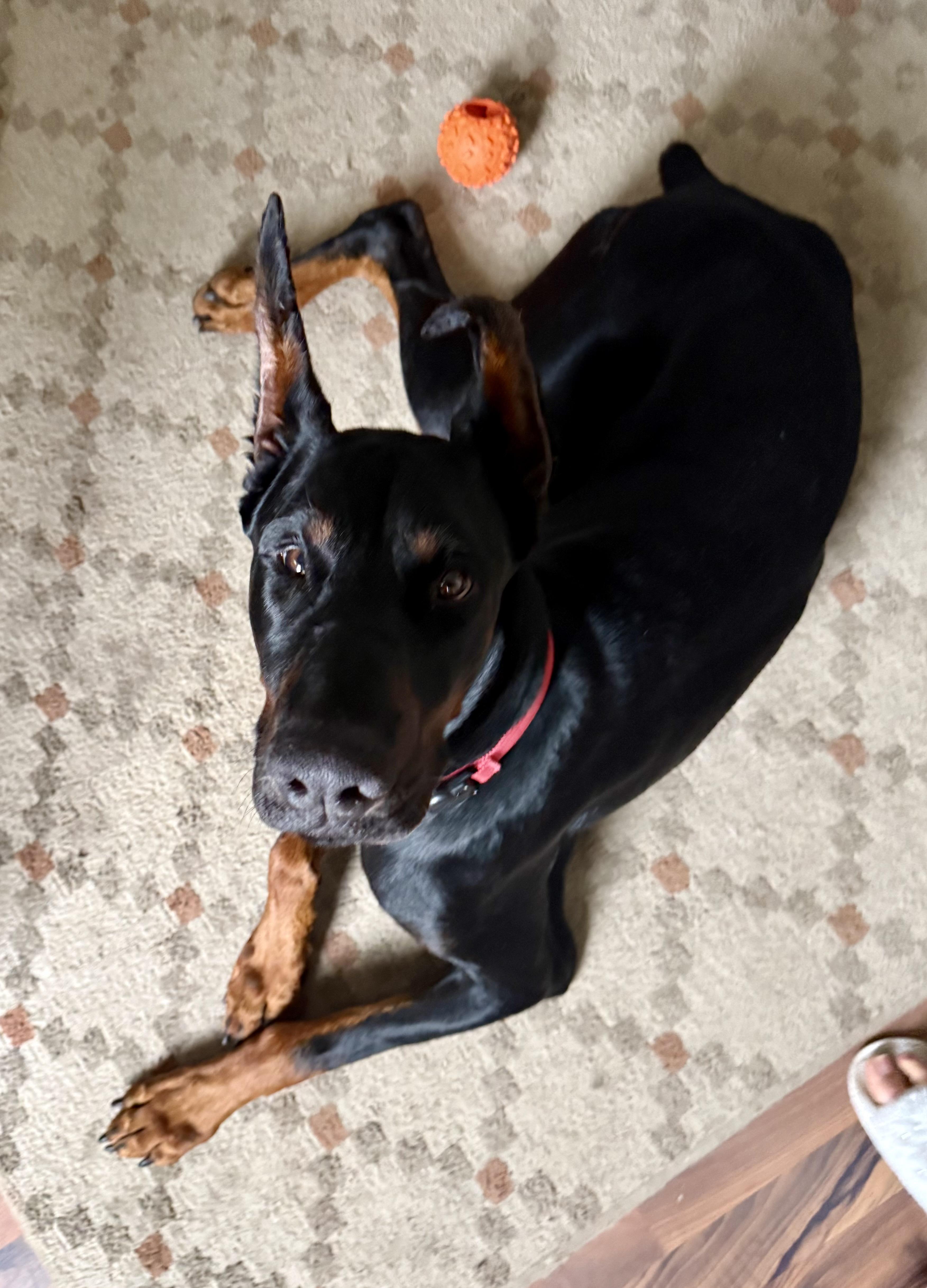 Enlarge Daxter , a ADOPTABLE Doberman Pinscher in salt lake city, UT image 2/5