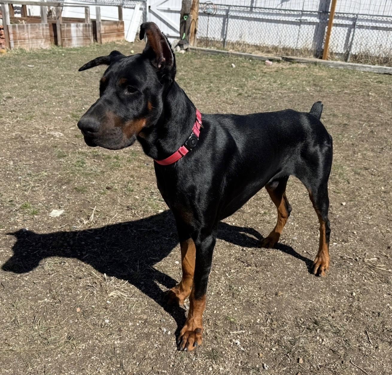 Daxter , ADOPTABLE, Adult Male Doberman Pinscher.