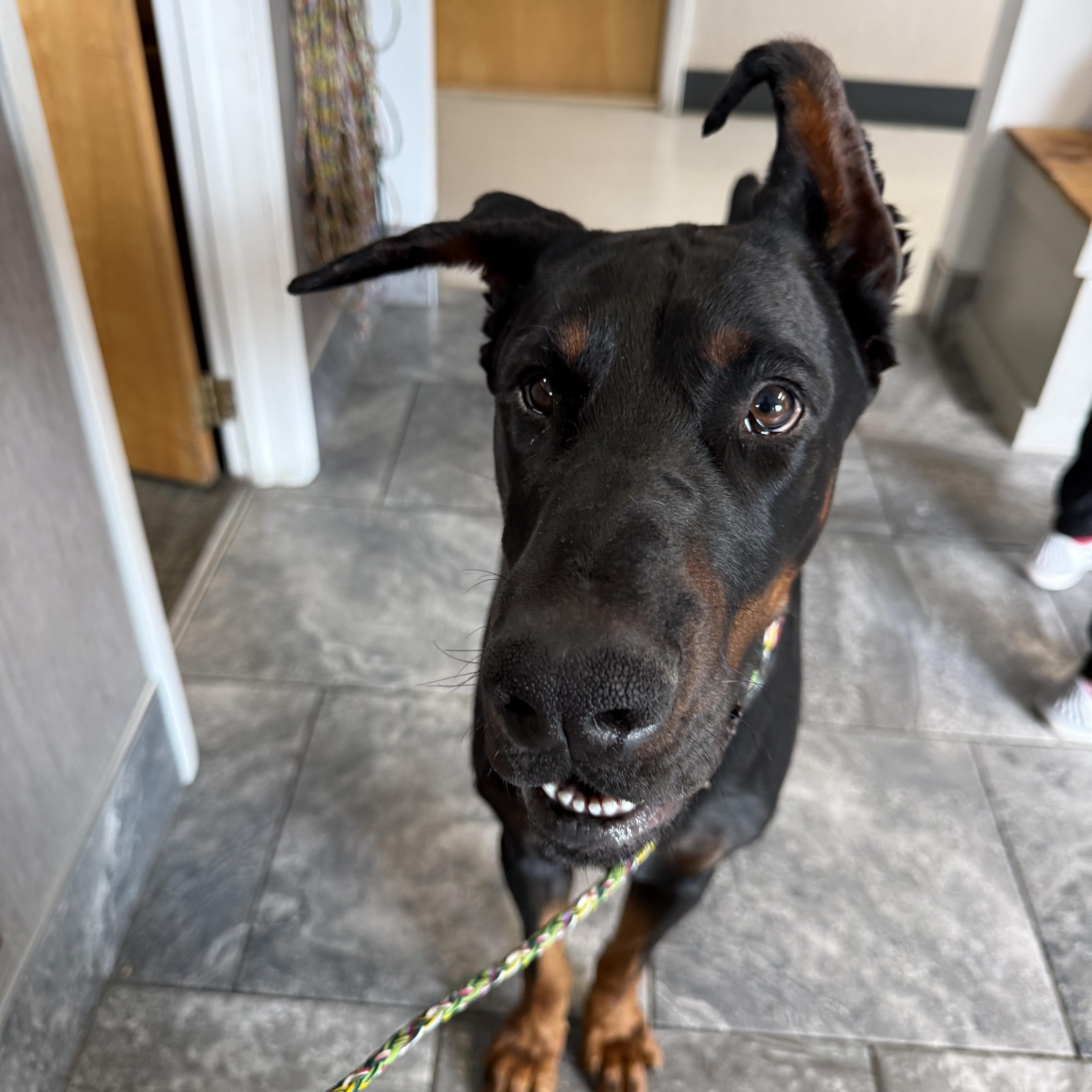 Daxter , a ADOPTABLE Doberman Pinscher in salt lake city, UT image 2/6