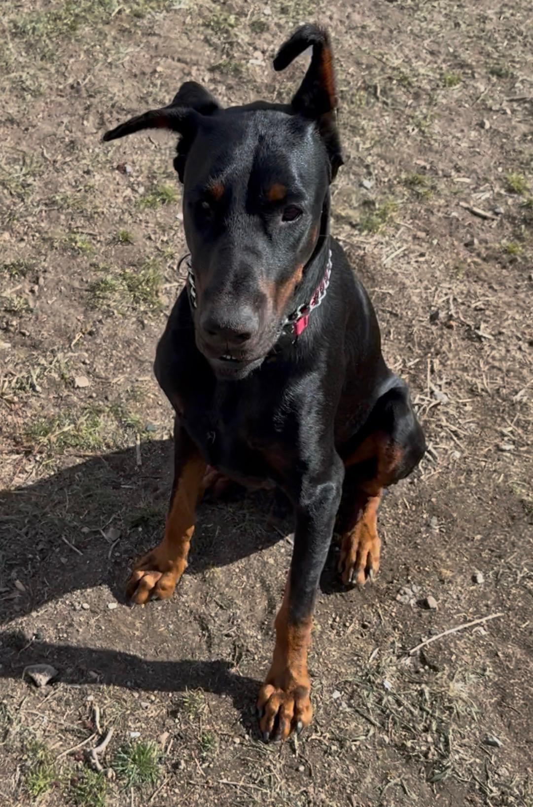 Enlarge Daxter , a ADOPTABLE Doberman Pinscher in salt lake city, UT image 5/5