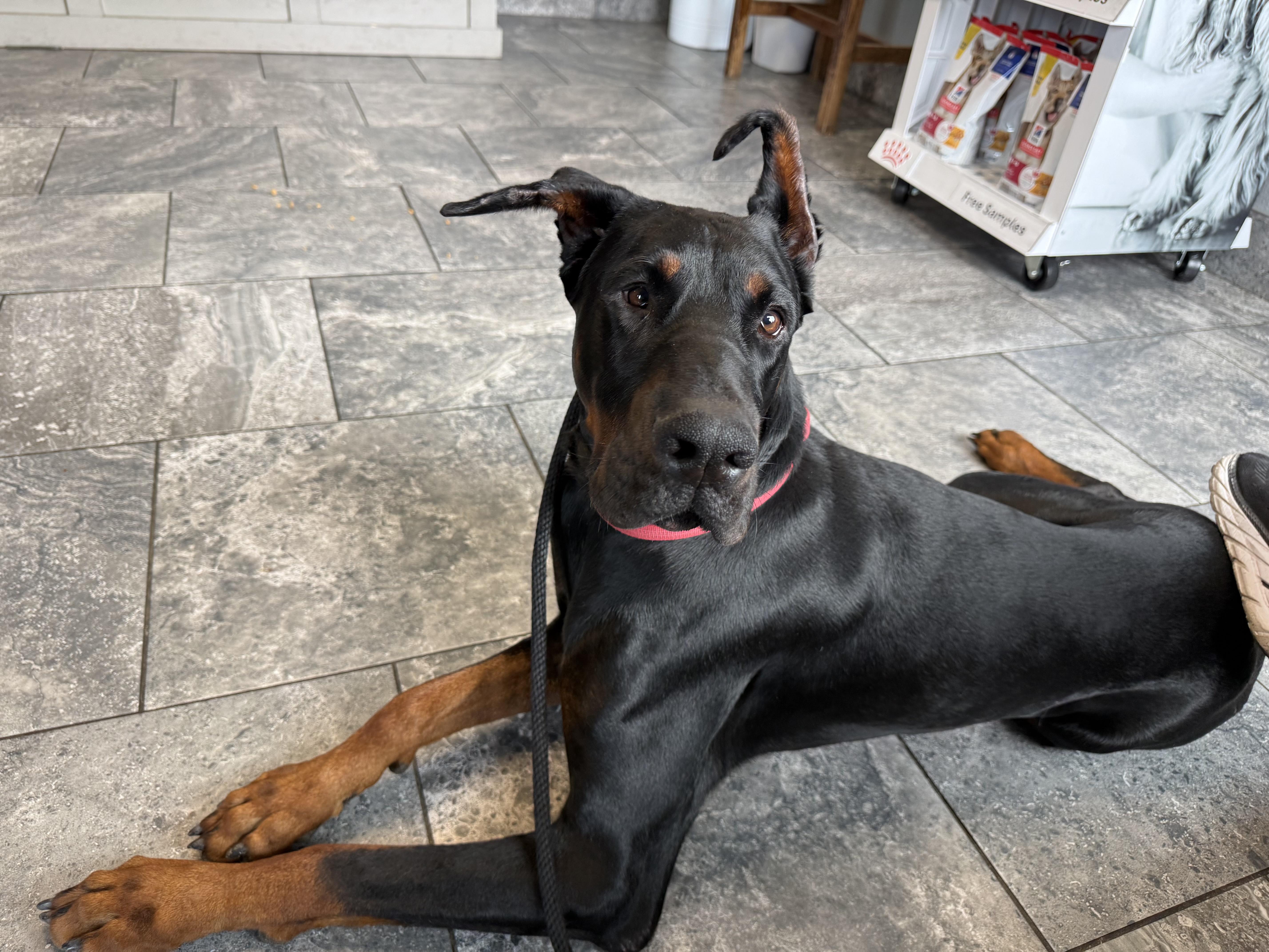 Daxter , a ADOPTABLE Doberman Pinscher in salt lake city, UT image 1/6
