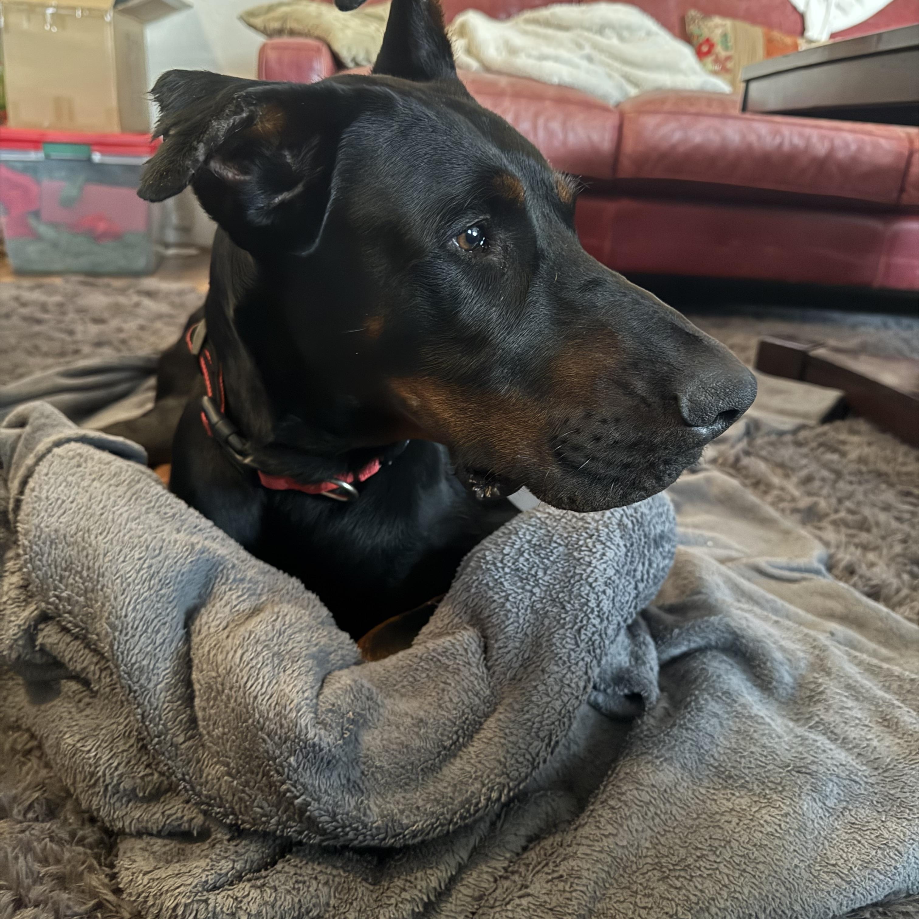 Enlarge Daxter , a ADOPTABLE Doberman Pinscher in salt lake city, UT image 3/5