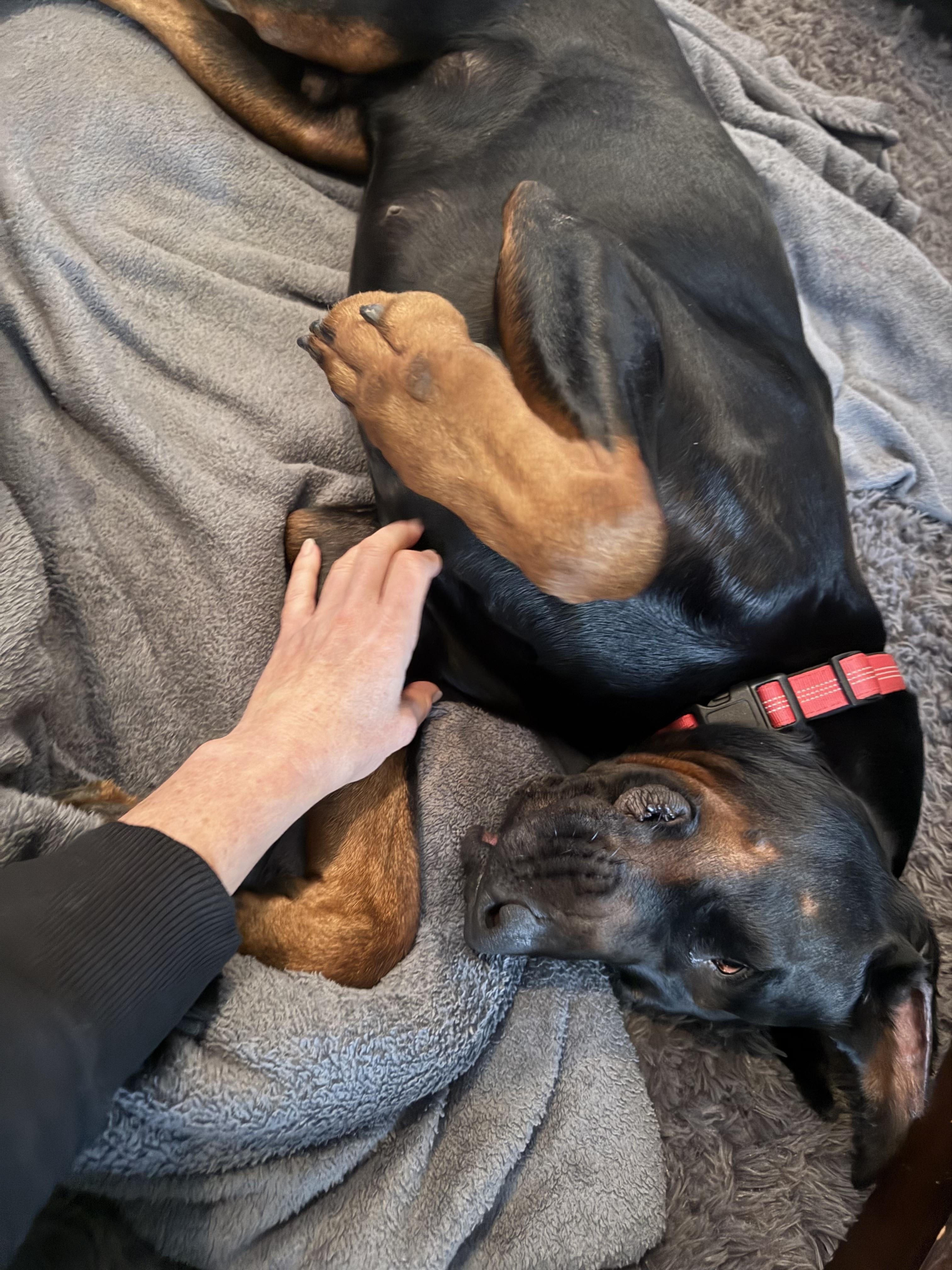 Enlarge Daxter , a ADOPTABLE Doberman Pinscher in salt lake city, UT image 4/5