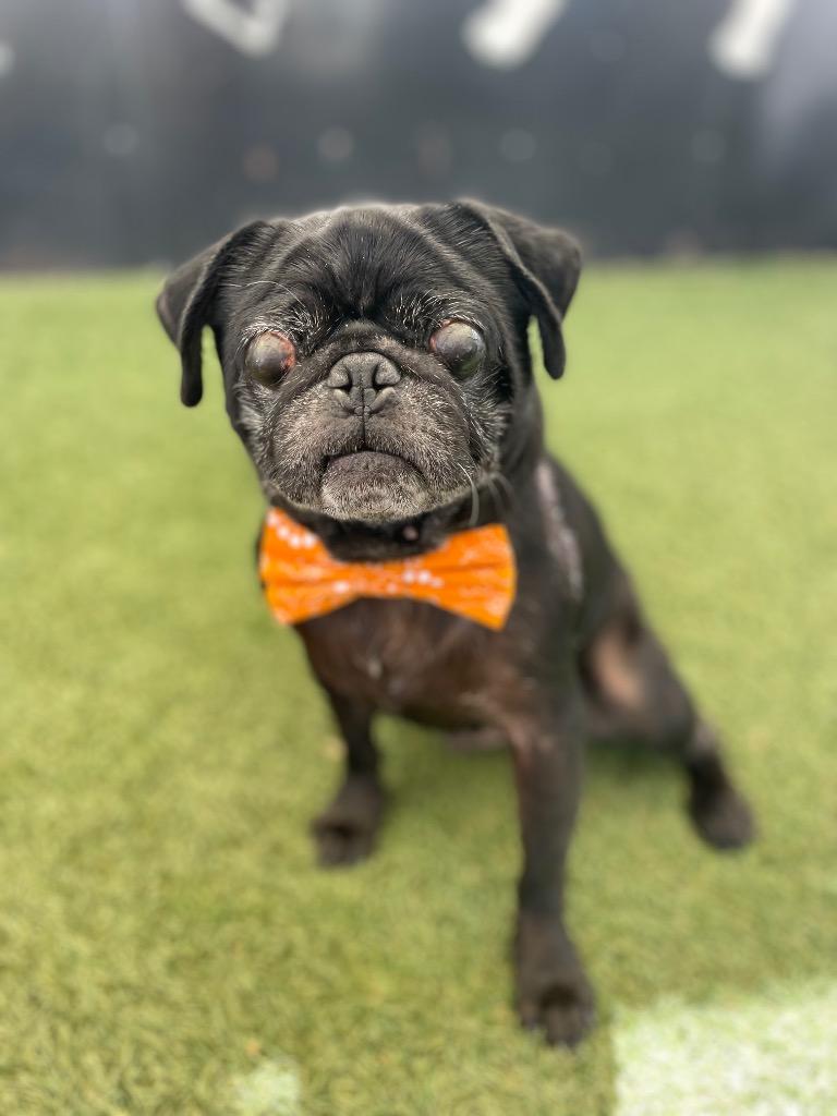 Enlarge Jorbit, a Adoptable Pug in Gardena, CA image 2/6