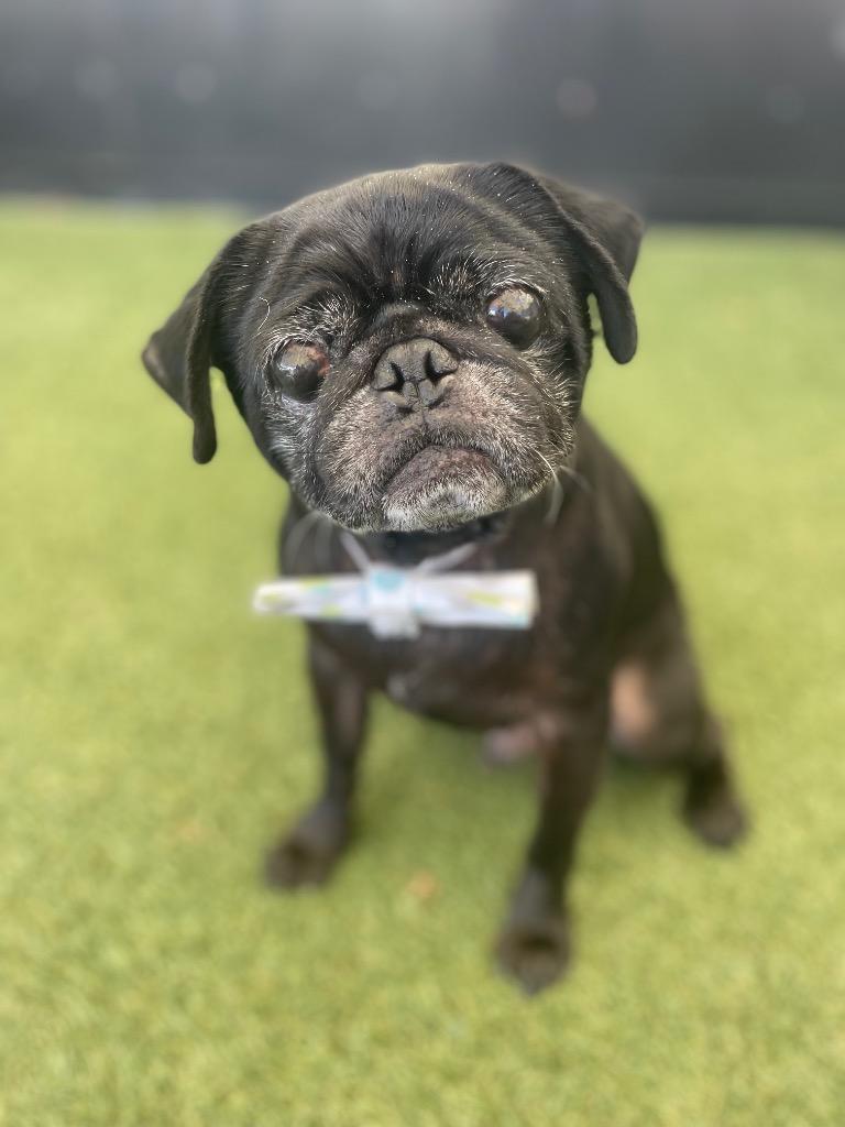 Jorbit, Adoptable, Adult Male Pug.