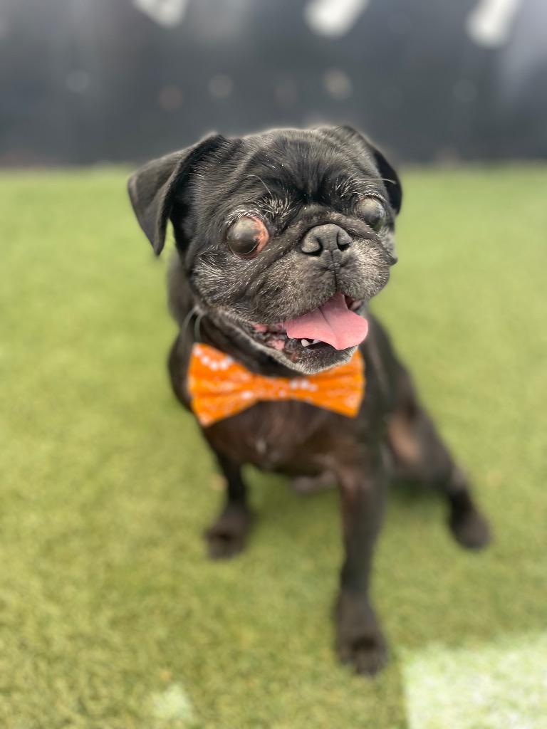 Jorbit, a Adoptable Pug in Gardena, CA image 3/6