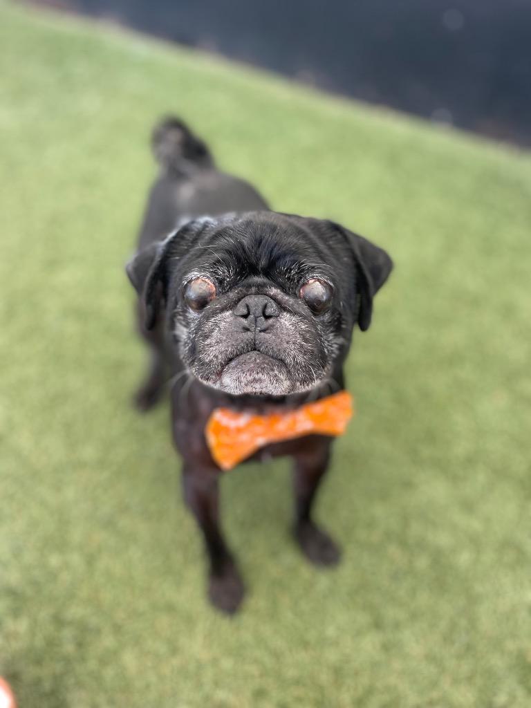 Jorbit, a Adoptable Pug in Gardena, CA image 4/6