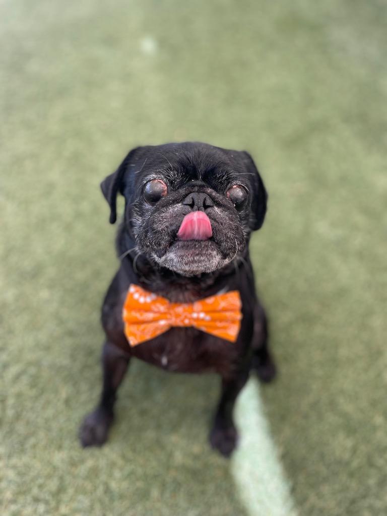 Enlarge Jorbit, a Adoptable Pug in Gardena, CA image 5/6