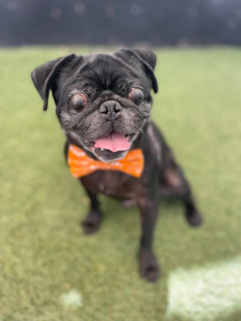 Jorbit, a Adoptable Pug in Gardena, CA image 5/6