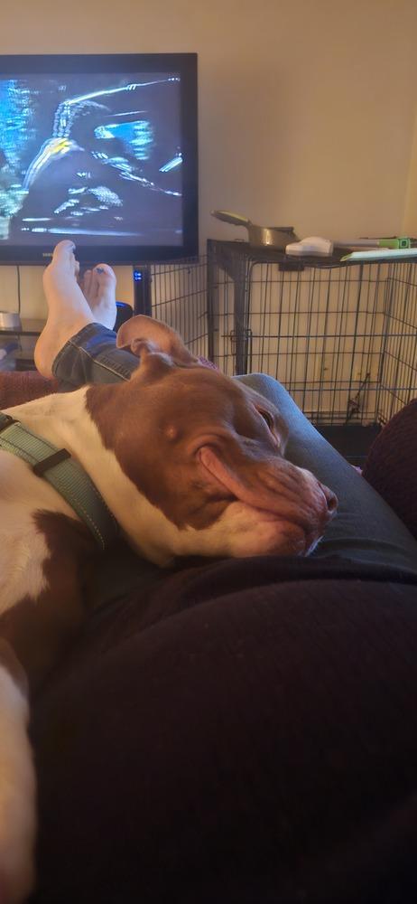 Rinaldo, Adopted, Adult Male Pit Bull Terrier.