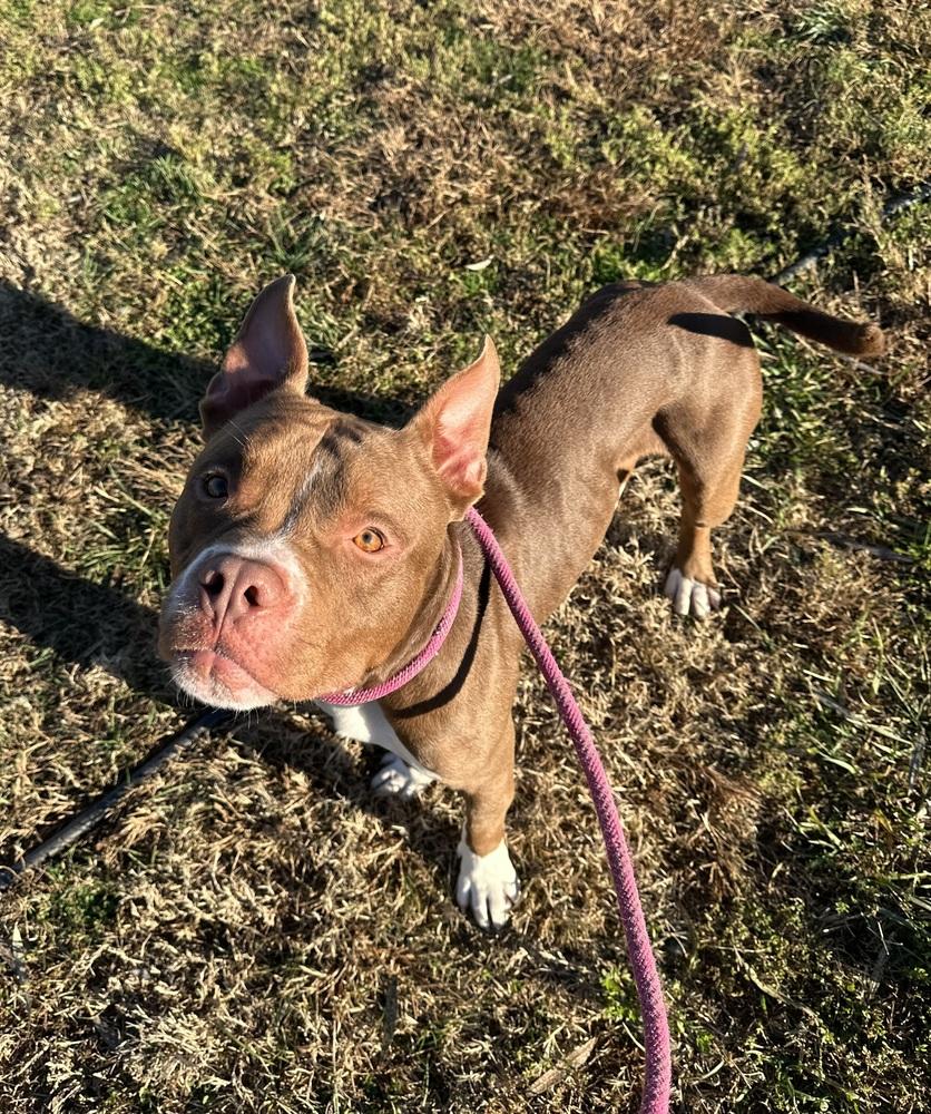 Enlarge Rinaldo, a Adopted mixed breed in Evansville, IN image 1/5