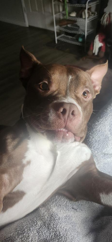 Enlarge Rinaldo, a Adopted mixed breed in Evansville, IN image 2/6