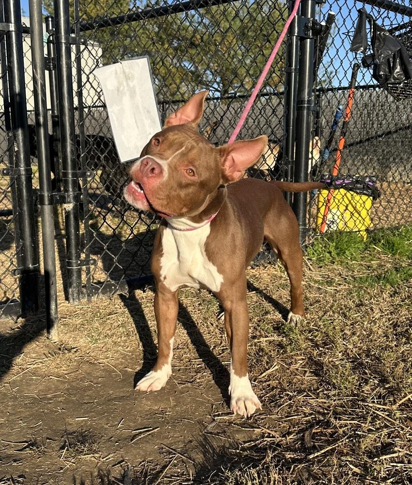 Enlarge Rinaldo, a Adopted mixed breed in Evansville, IN image 2/5