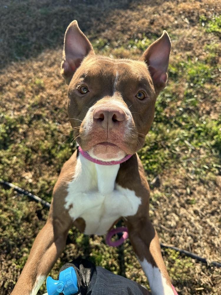 Enlarge Rinaldo, a Adopted mixed breed in Evansville, IN image 3/5