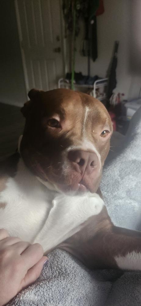 Enlarge Rinaldo, a Adopted mixed breed in Evansville, IN image 4/6