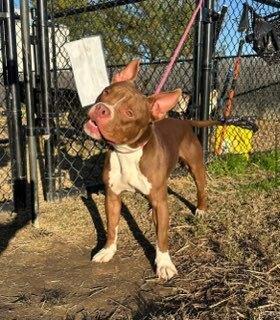 Enlarge Rinaldo, a Adopted mixed breed in Evansville, IN image 4/5