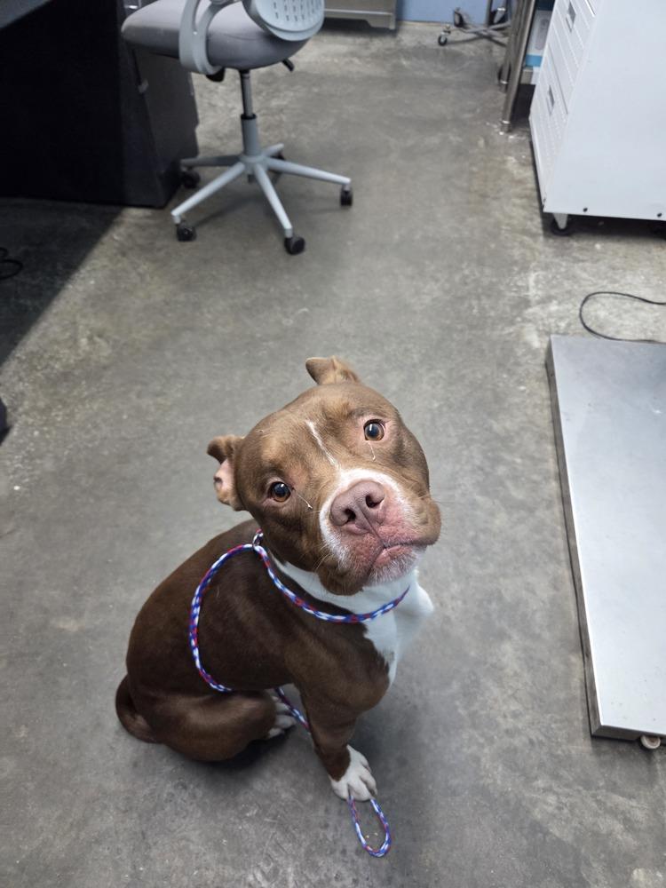 Enlarge Rinaldo, a Adopted mixed breed in Evansville, IN image 5/5